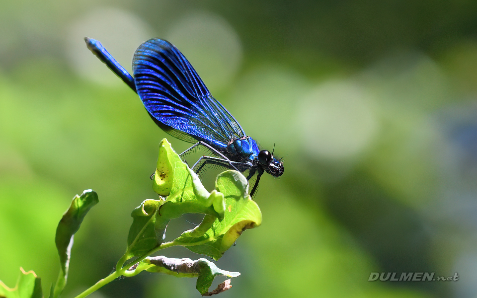 Banded demoiselle (male, Calopteryx splendens)